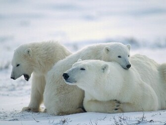 Polar Bears Wallpaperthe Today Stuff