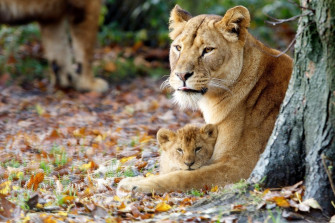 Lioness Wallpaper