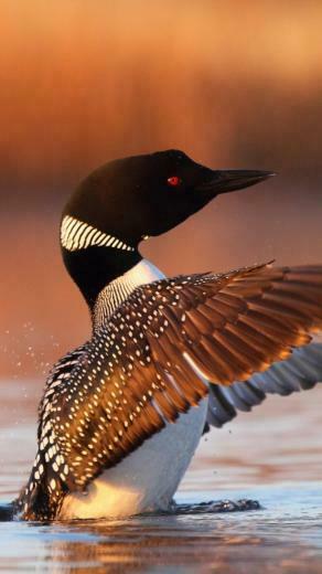Wallpaper Bird Loon Wings Water Spray Sony