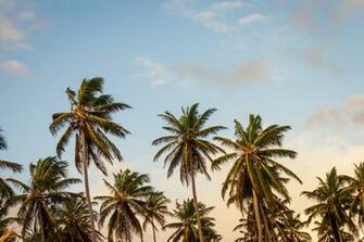 Tropical Holiday Palm Tree Coconut