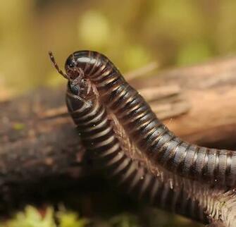 Macro Photography Set