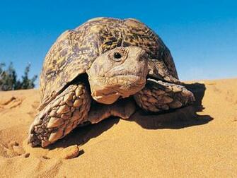 Animals Leopard Tortoise Kalahari Desert Desktop Wallpaper Nr