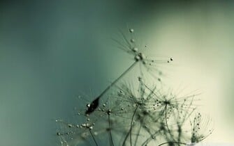 Dandelion Drops Wallpaper Desktop Background Scenery