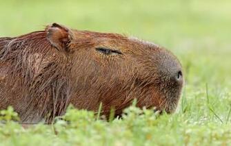 Wallpaper Nature Background The Capybara Image For