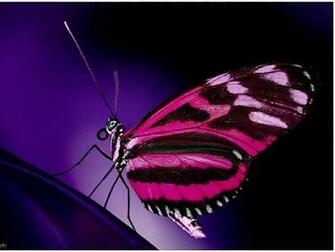 Wallpaper Pink Butterfly HD Background Desktop