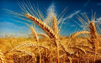 Ears Of Corn High Quality And Resolution Wallpaper On