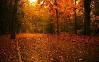 Forest Definition Wallpaper Widescreen Lcd Desktop