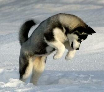 Alaskan Husky Dogs Breeds Pets
