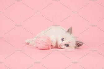 Ragdoll Kitten On Pink Background Animal Photos Creative Market