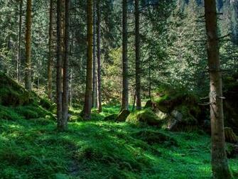 Wallpaper International Day Of The Forest
