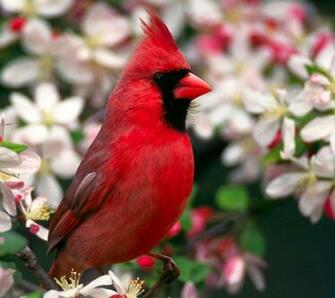 Animal Animals Bird Birds Red Flower Flowers Branch Closeup