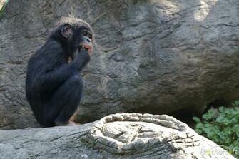 Monkey Pg Screensaver