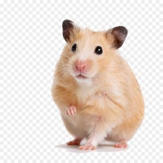 Hamster Background Png Transparent