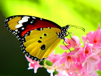 Butterflies Background