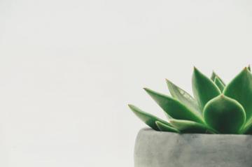 Succulent Pictures Image
