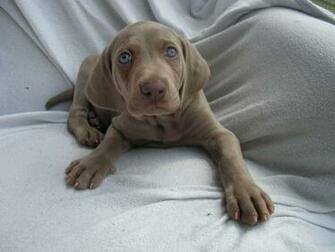 Weimaraner Wallpaper