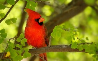 Widescreen Bird Pictures