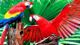 Scarlet Macaws Wallpaper HD