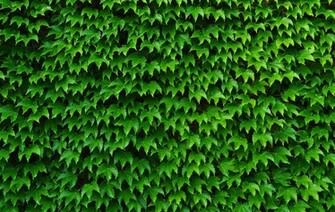 Ivy High Quality And Resolution Wallpaper On Wallbasehq