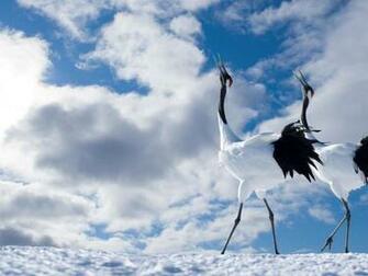 Birds Snow Winter Desktop HD Wallpaper