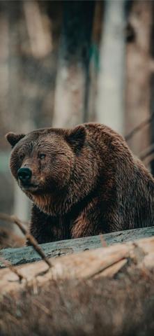 Brown Bear On Wooden Log During Daytime iPhone X Wallpaper