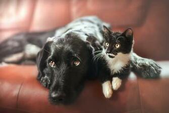 Cat Dog Wallpaper Background