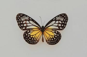 Butterfly Wing Pictures Image