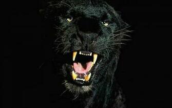 Black Leopard HD Wallpaper