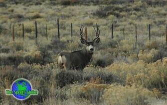 Buck Mule Deer Desktop Wallpaper Are Available In Standard And