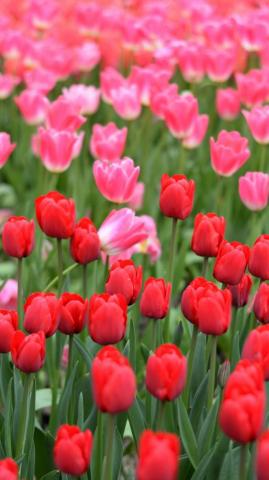 Pink And Red Tulips Farm Wallpaper HD Flower