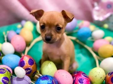Happy Easter From Us And The Pups Aprc