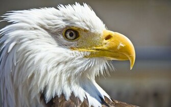 Bald Eagle Computer Wallpaper Desktop Background Id