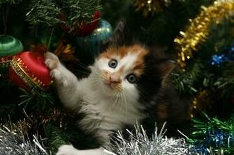 Playful Kitten Wallpaper Hintergr Nde Id