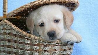 Cute Labrador Puppy Mystery Wallpaper