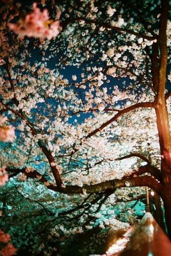 Cherry Blossom iPhone Background
