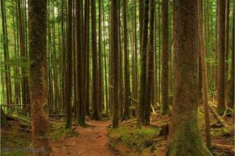 Hiking Trail X 66m 44m