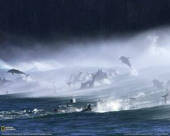 Dolphins Static Photography Waterfall Background Bestwp