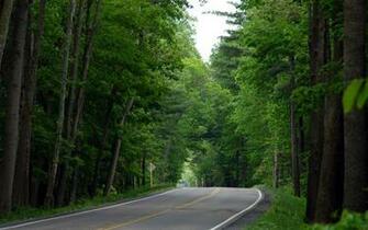 Jungle Road Nature Wallpaper HD Widescreen Full Size