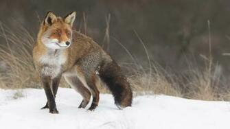 Fox In The Snow Wallpaper