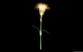 Best X Ray Wallpaper Full HD Naviwall