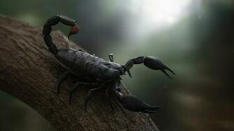 Scorpion Computer Wallpaper Desktop Background Id