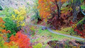 Autumn Fall Color Path Trail Leaves Wallpaper
