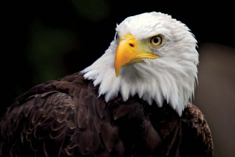 Endangered Species Act Wallpaper