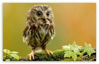 Cute Owl HD Wallpaper For Standard Fullscreen Uxga Xga Svga