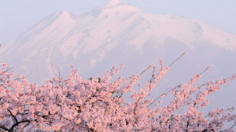 Sakura Pc Wallpaper