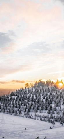 Aerial Photography Of Trees Covered With Snow iPhone11wallpaper