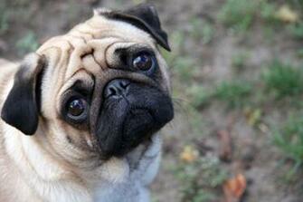 All Wallpaper Pug Dog HD
