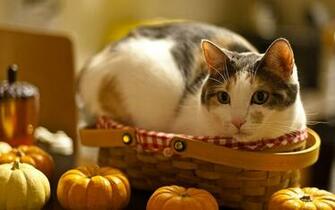 Cat Wallpaper Photo Widescreen HD Desktop