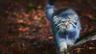 Pallas S Cat Wallpaper X Net