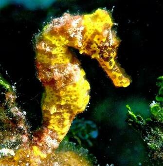 Seahorses HD Wallpaper